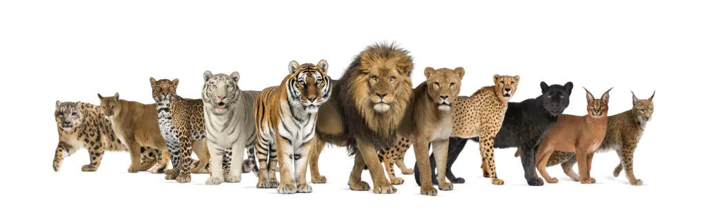 Gruppe von Löwen, Tigern und Geparden